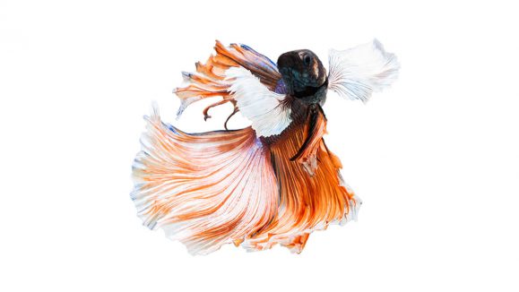 iStock 1162297910