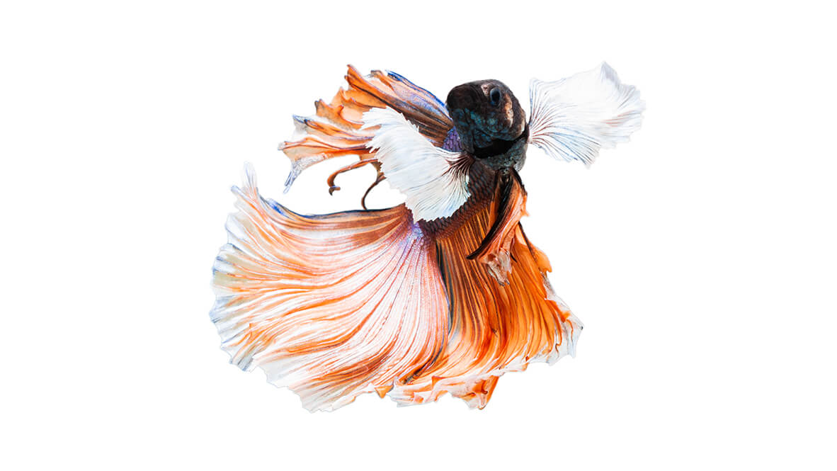 iStock 1162297910