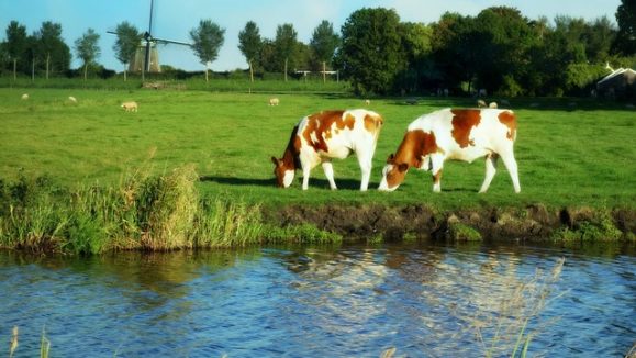 holland 1606601_640