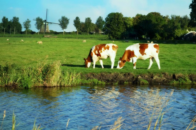 holland 1606601_640