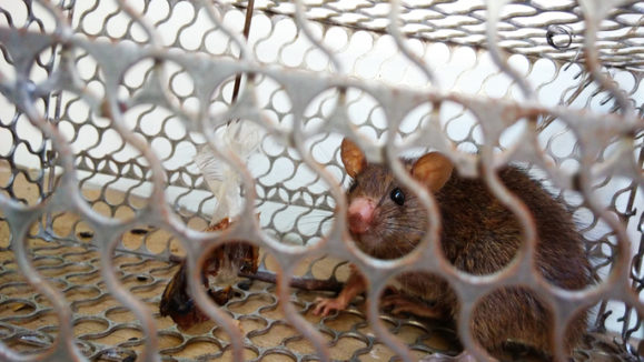 A house rat feeling cornered in a mousetrap.