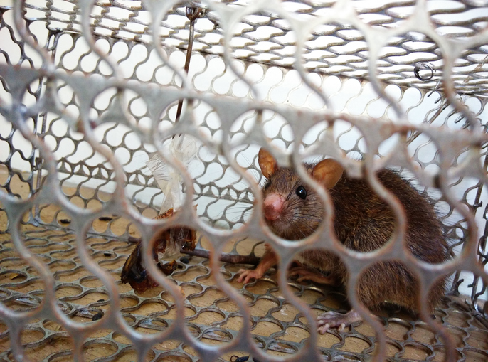 A house rat feeling cornered in a mousetrap.