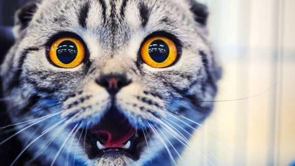 Cute,Shocked,Cat,,Surprised,Emotions.,Scottish,Fold.