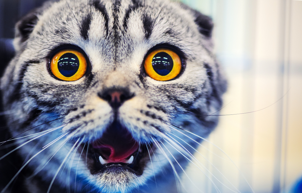 Cute,Shocked,Cat,,Surprised,Emotions.,Scottish,Fold.