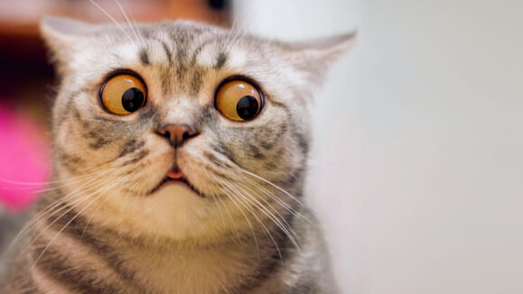 Skeptic,Surprised,Cat,Thinking,Dont,Know,What,To,Do,,Big