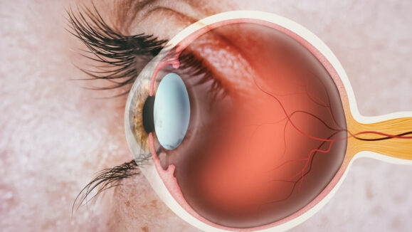 Structure,Of,Human,Eye.,In,Side,View.