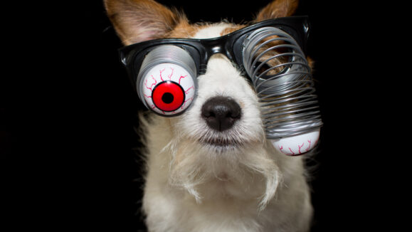 Funny,Halloween,Dog,Wearing,A,Zombie,Bloodshot,Eyes,Glasses.,Isolated