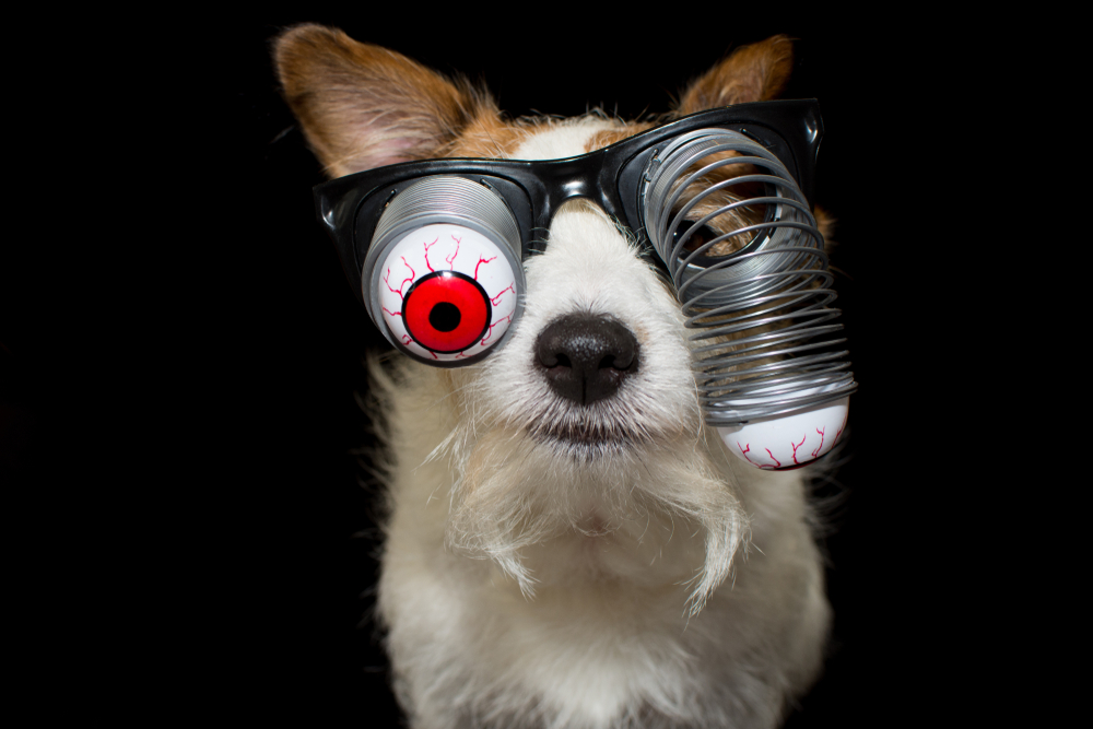 Funny,Halloween,Dog,Wearing,A,Zombie,Bloodshot,Eyes,Glasses.,Isolated